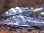 Engelantennenwels - Pimelodus pictus