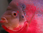 Der Flowerhorn-Fisch