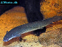 Senegal-Flösselhecht - Polypterus senegalus