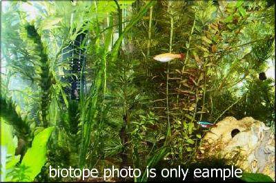 Foto des Biotops