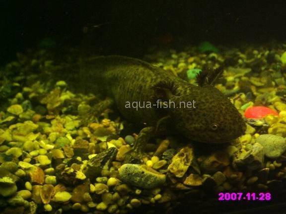 Axolotl, picture 1