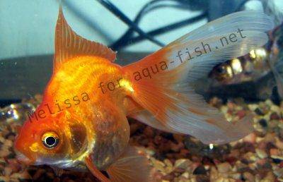 Goldfisch-Aquarium, 2