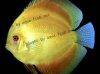 Discus fish; Velvet Sun variation