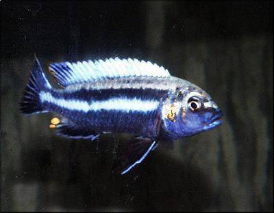 Stahlblauer Maulbrüter - Melanochromis vermivorus