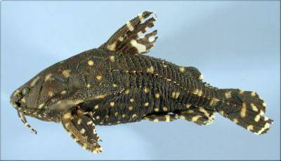 Agamyxis albomaculatus