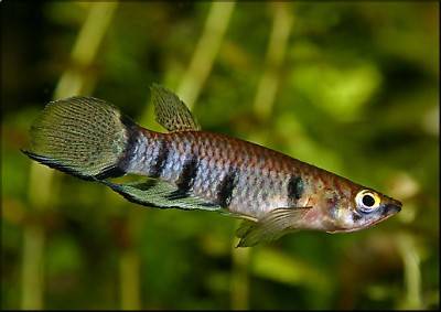 Querbandhechtling - Epiplatys dageti dageti