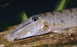 Lanstirnschmerle - Acantopsis choirorhynchos