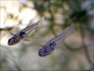 Glasgrundel - Gobiopterus chuno