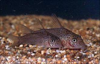 Xingu corydoras - Corydoras xinguensis