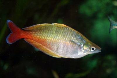 Blehers Regenbogenfisch - Chilatherina bleheri