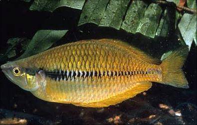 Yakati-Regenbogenfisch - Melanotaenia angfa