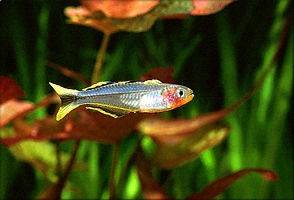 Popondetta-Regenbogenfisch - Pseudomugil connieae
