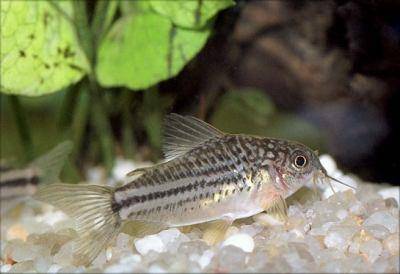 Corydoras nanus