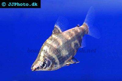 Brachsen Salmler - Abramites eques