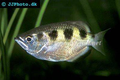 Schützenfisch - Toxotes jaculatrix