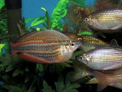 Australischer Perlmutterregenbogenfisch - Melanotaenia fluviatilis