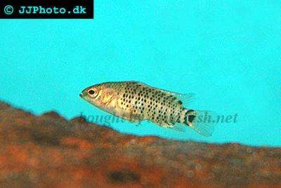 Blaubarsch - Badis badis