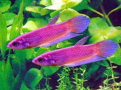 Großer Borneo-Kampffisch - Betta anabatoides