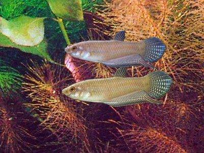 Balung-Kampffisch - Betta balunga