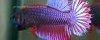 Siamesische Kampffische, 6
