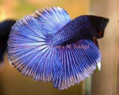 Siamese fighting fish - Betta splendens