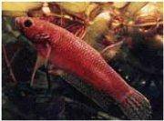 Betta ocellata