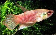 Betta schalleri