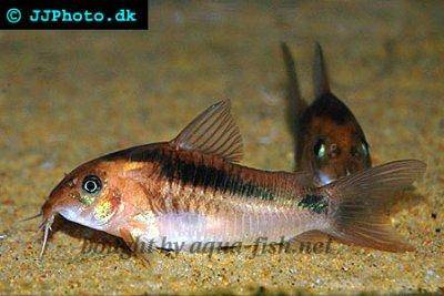 Black band catfish - Corydoras zygatus