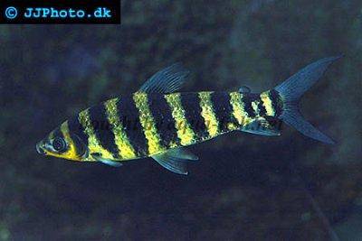 Grüner Leoprinus - Leporinus fasciatus