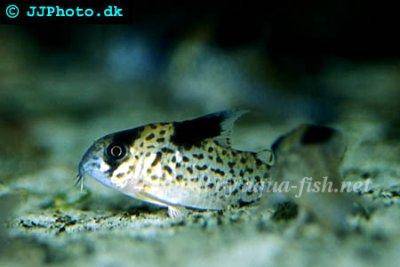 Corydoras leucomelas