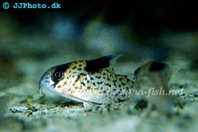 Black fin cory - Corydoras leucomelas