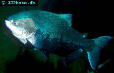 Schwarzer Pacu - Colossoma macropomum