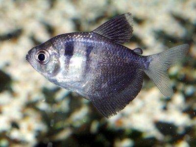 Trauermantelsalmler - Gymnocorymbus ternetzi
