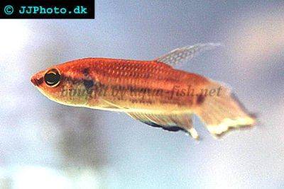 Langflossen-Kampffisch - Betta enisae