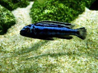 Kobaltorangebarsch - Melanochromis johannii