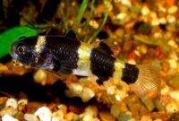 Goldringelgrundel - Brachygobius nunus