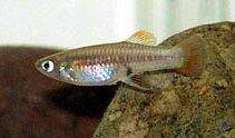 Bischofskärpfling - Brachyrhaphis episcopi