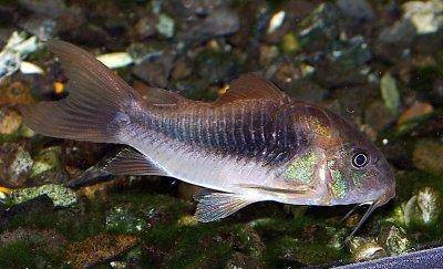 Goldstreifenpanzerwels - Corydoras aeneus