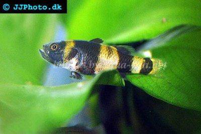Goldringelgrundel - Brachygobius xanthozona
