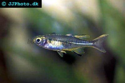 Celebes Sonnenstrahlfisch - Marosatherina ladigesi