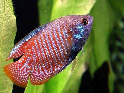 Roter Zwergfadenfisch - Colisa lalia