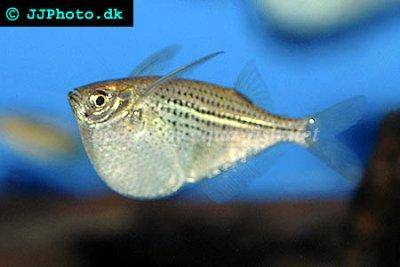 Gemeiner Silberbeilbauchfisch - Gasteropelecus sternicla