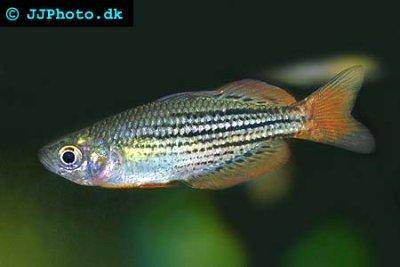 Zwergregenbogenfisch - Melanotaenia maccullochi