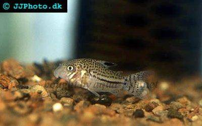 False julii cory - Corydoras trilineatus