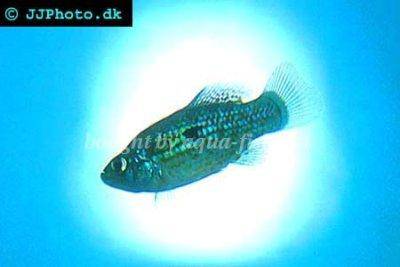 Floridakärpfling - Jordanella floridae