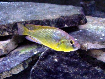 Burtons Maulbrüter - Haplochromis burtoni
