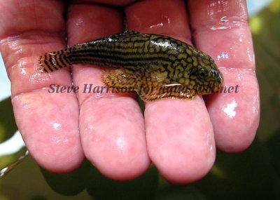 Prachtflossensauger - Sewellia lineolata