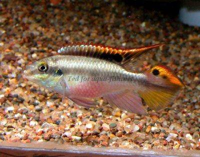 Königsbuntbarsch - Pelvicachromis pulcher