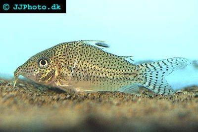 Leopard-Panzerwels - Corydoras leopardus