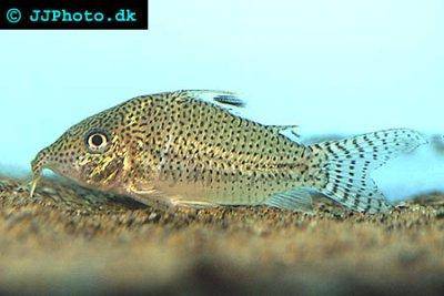 Leopard cory - Corydoras leopardus